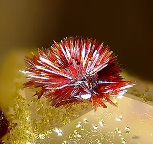 Ejemplar de carminita