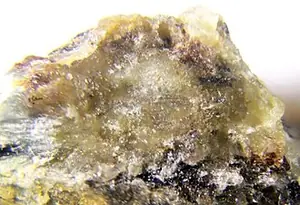 Ejemplar de cebollita