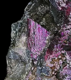 Ejemplar de eritrina