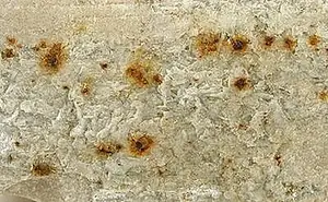 Ejemplar de eucriptita