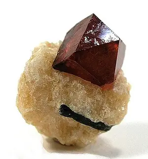 Ejemplar de jacinto