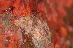 Ejemplar de kenhsuita