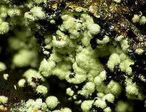 Ejemplar de kidwellita