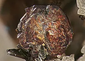 Ejemplar de pirofanita