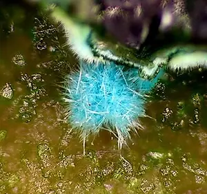 Ejemplar de quetzalcoatlita