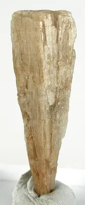Ejemplar de singenita