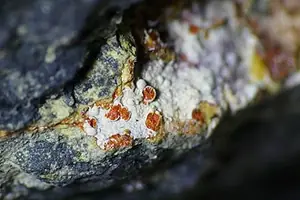 Ejemplar de umohoíta
