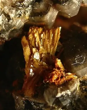 Ejemplar de walpurgina